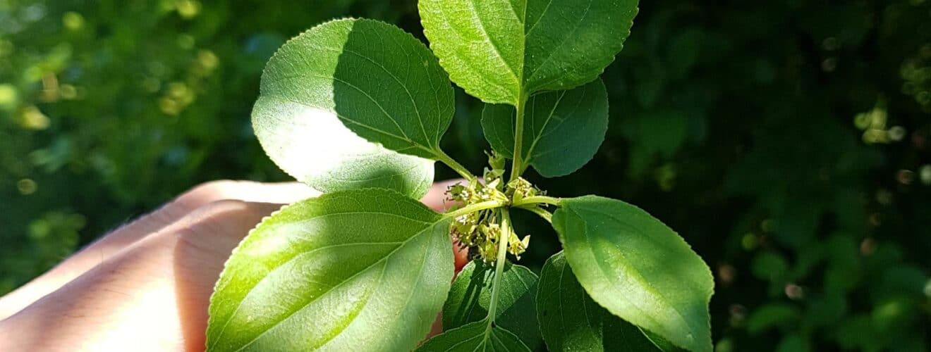 Kreuzdorn - Purgier-Kreuzdorn (Rhamnus cathartica)