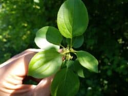 Kreuzdorn - Purgier-Kreuzdorn (Rhamnus cathartica)