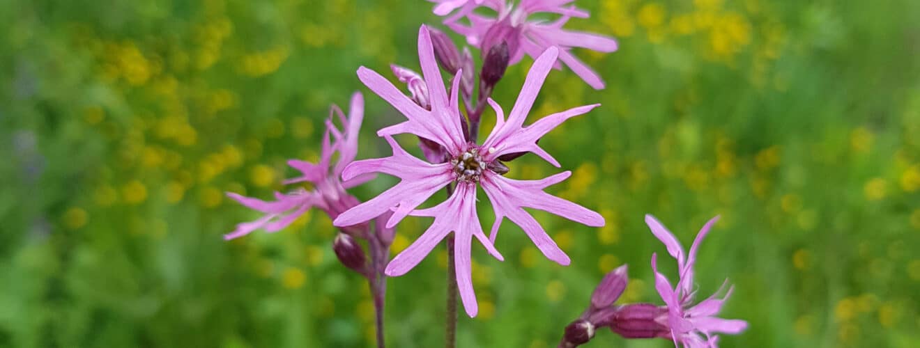 Kuckucks-Lichtnelke (Lychnis flos-cuculi)