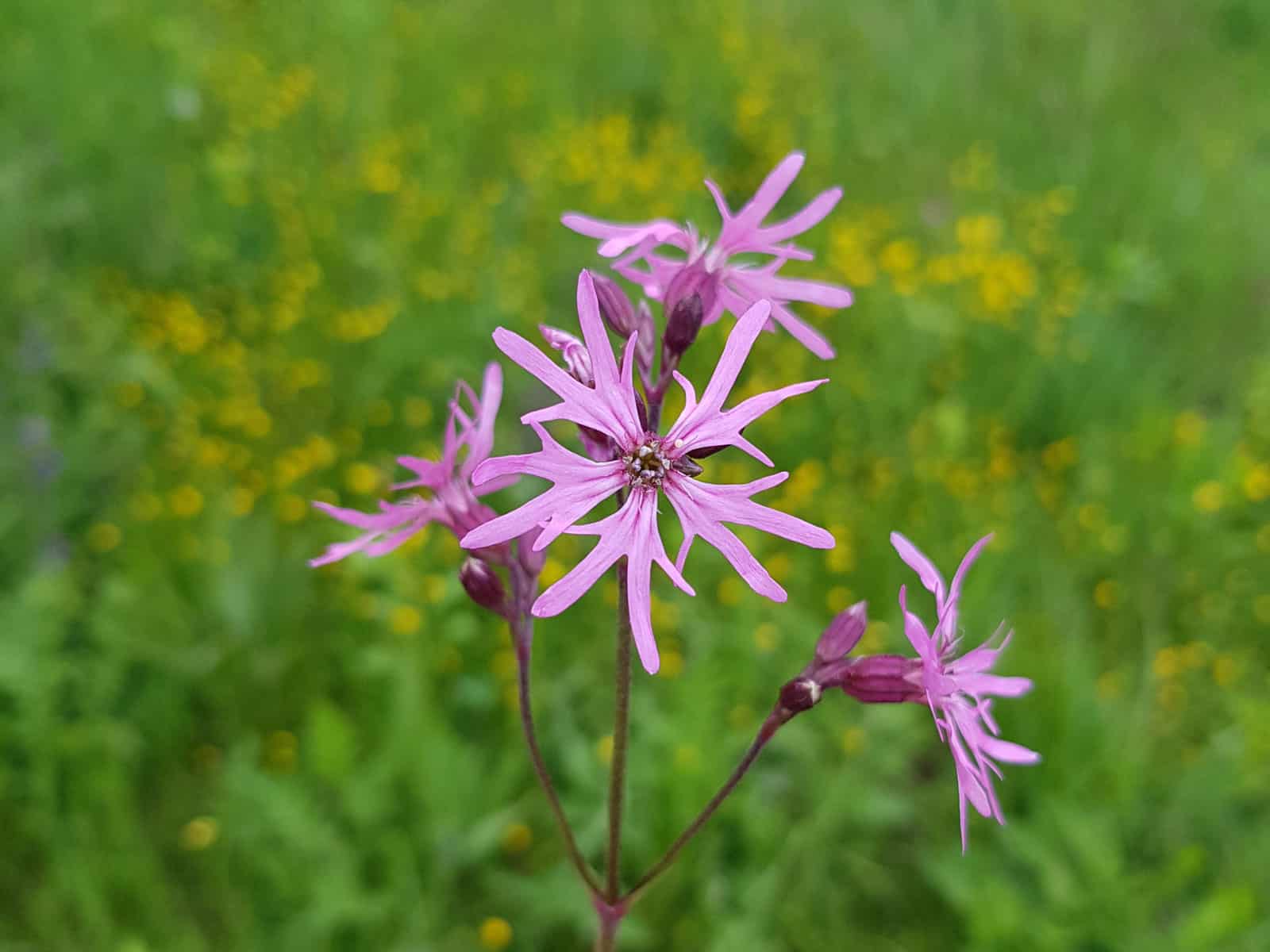 Kuckucks-Lichtnelke (Lychnis flos-cuculi)