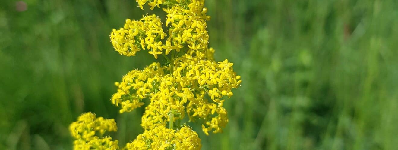 Labkraut - Echtes (Galium verum)