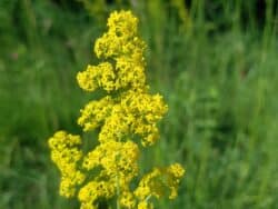 Labkraut - Echtes (Galium verum)