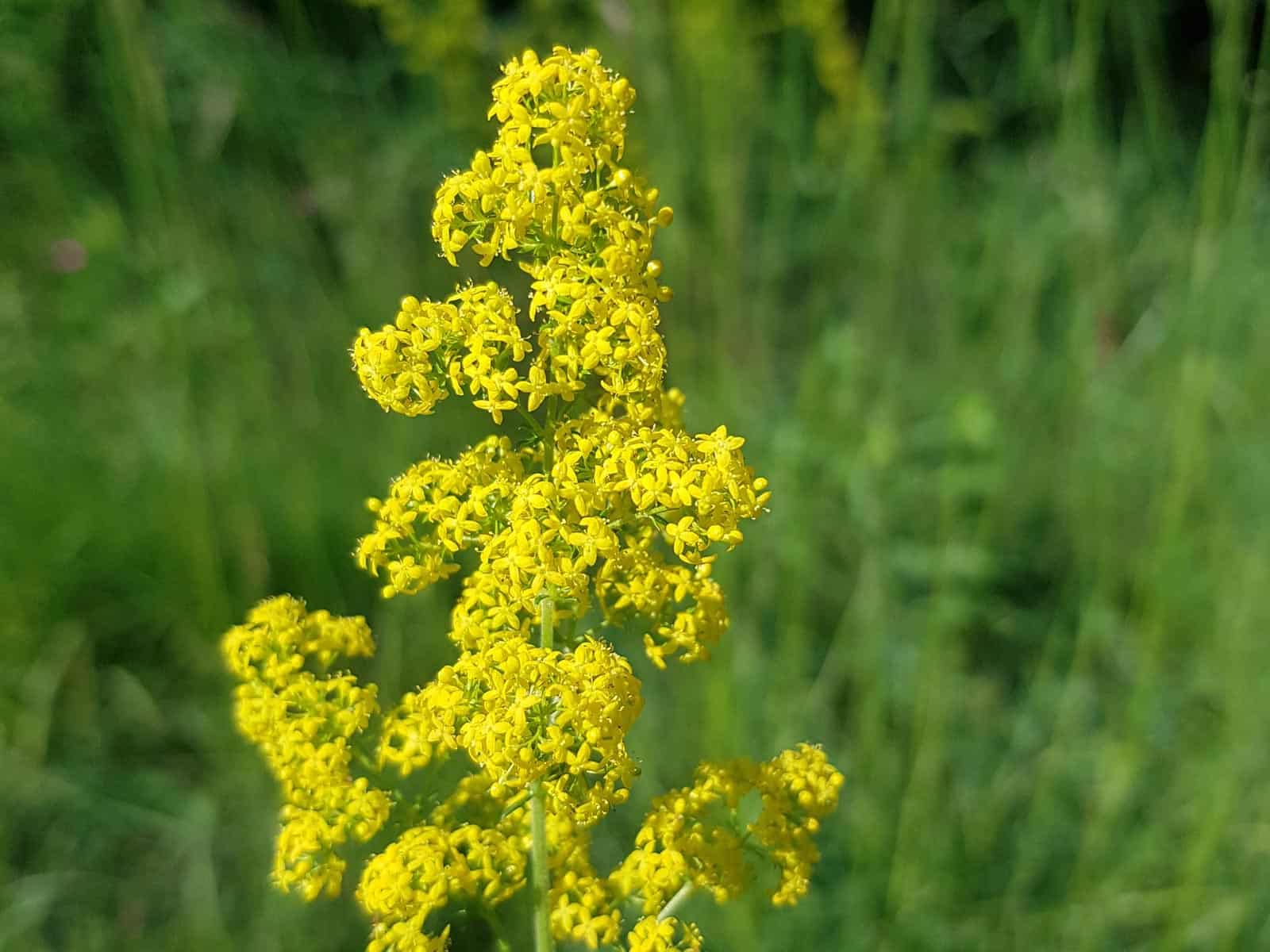 Labkraut - Echtes (Galium verum)