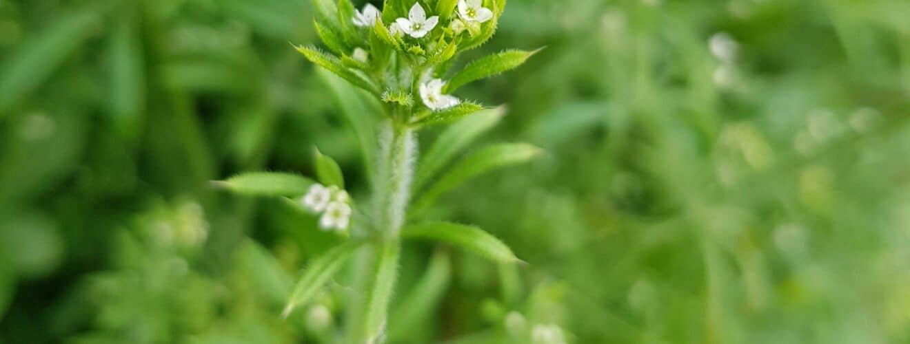 Labkraut - Kletten (Galium aparine)