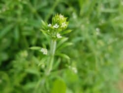 Labkraut - Kletten (Galium aparine)