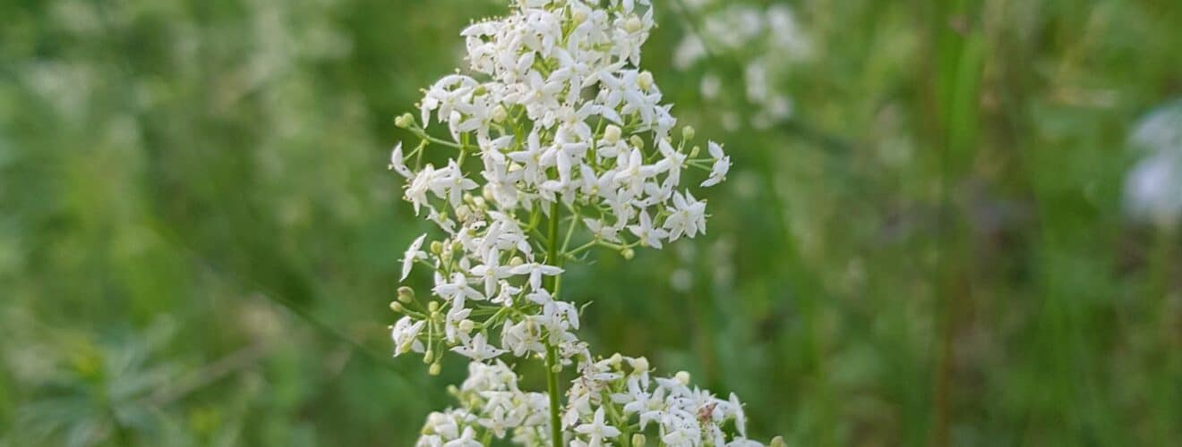 Labkraut - Wiesen (Galium mollugo)