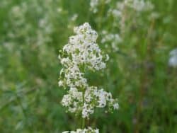 Labkraut - Wiesen (Galium mollugo)