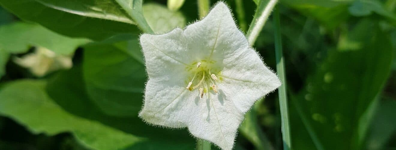 Lampionblume / Blasenkirsche (Physalis alkekengi)