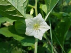 Lampionblume / Blasenkirsche (Physalis alkekengi)