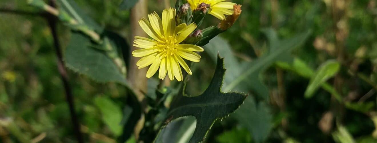 Lattich - Stachel/Kompass (Lactuca serriola)