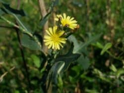 Lattich - Stachel/Kompass (Lactuca serriola)