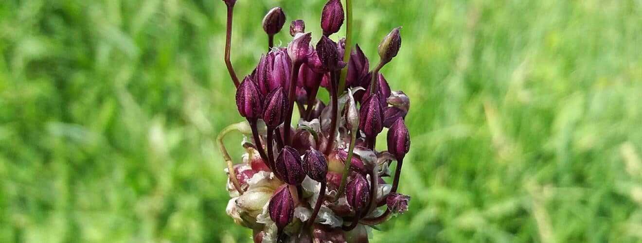 Lauch - Schlangen (Allium scorodoprasum)