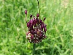 Lauch - Schlangen (Allium scorodoprasum)