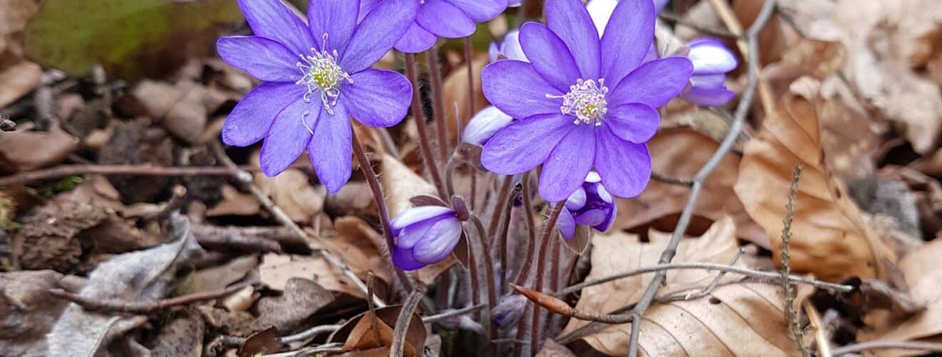 Leberblümchen - Gewöhnliches (Anemone hepatica)