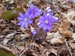 Leberblümchen - Gewöhnliches (Anemone hepatica)