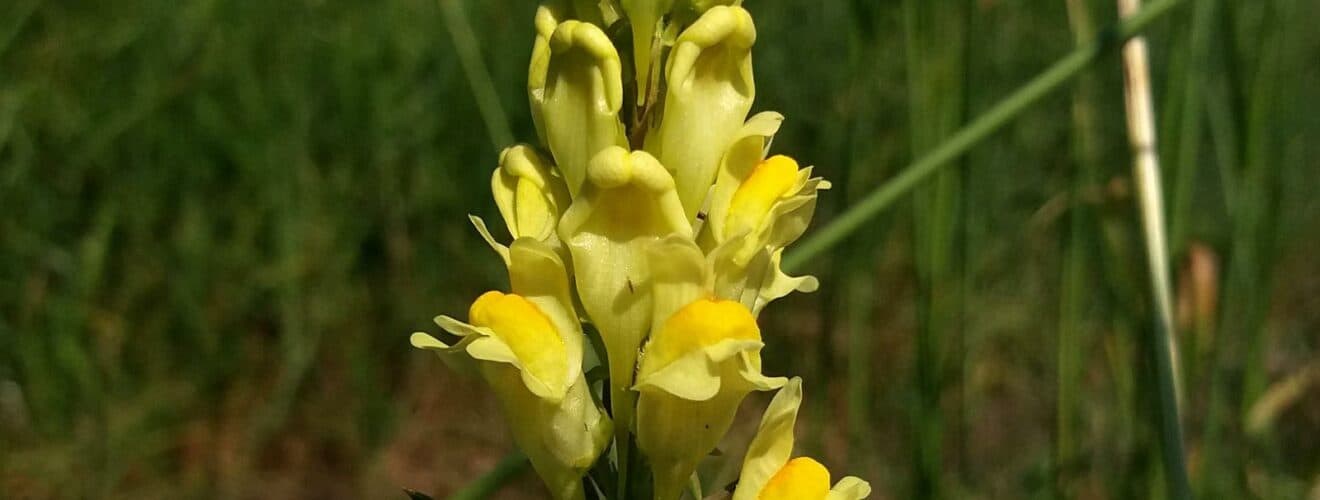 Leinkraut - Echtes (Linaria vulgaris)