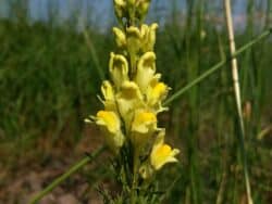 Leinkraut - Echtes (Linaria vulgaris)