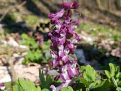 Lerchensporn - Hohler (Corydalis cava)