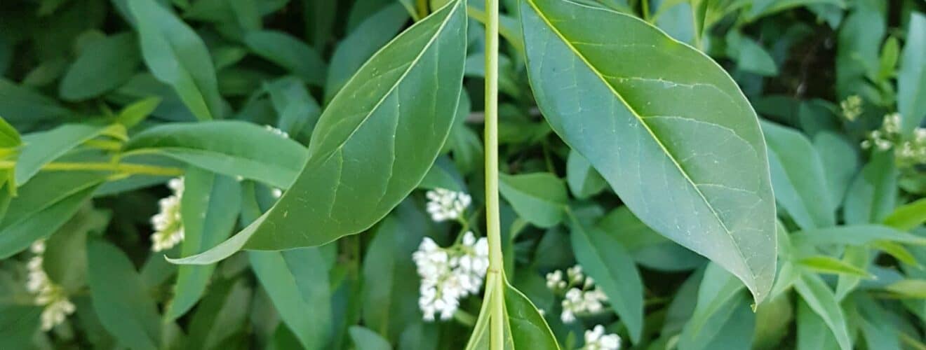 Liguster - Gewöhnlicher (Ligustrum vulgare)