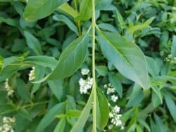 Liguster - Gewöhnlicher (Ligustrum vulgare)