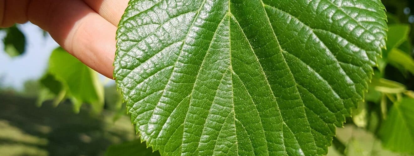 Linde - Sommerlinde (Tilia platyphyllos)