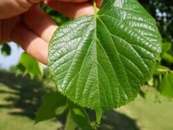 Linde - Sommerlinde (Tilia platyphyllos)