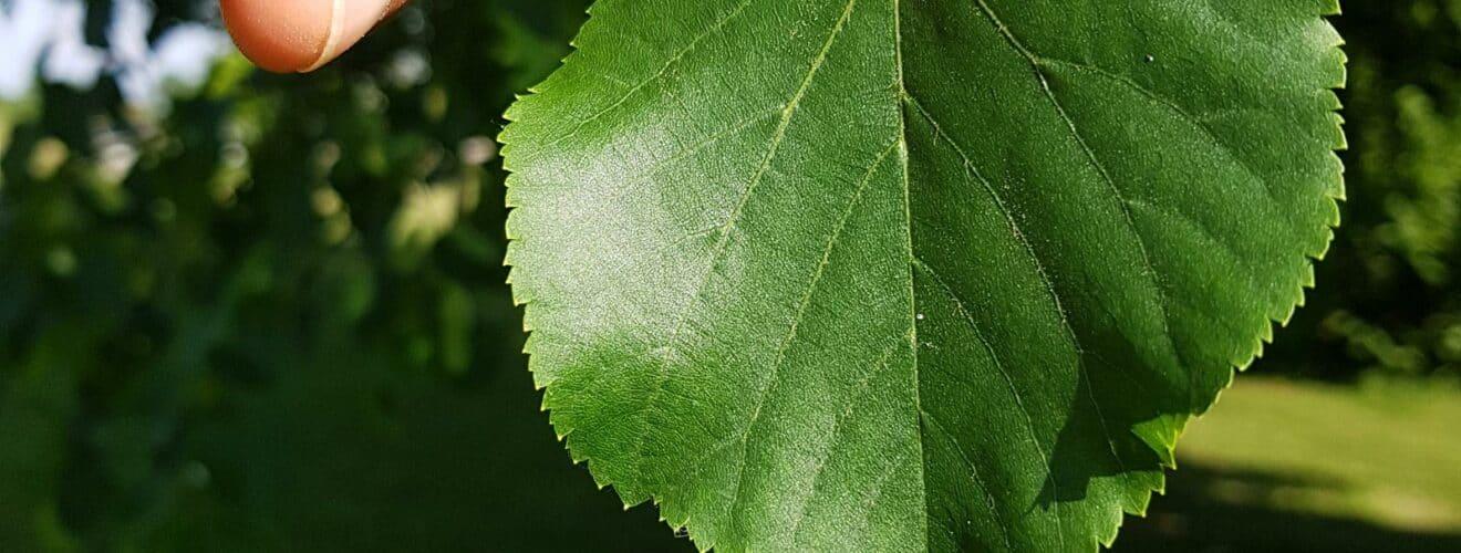 Linde - Winterlinde (Tilia cordata)