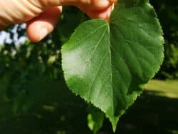 Linde - Winterlinde (Tilia cordata)