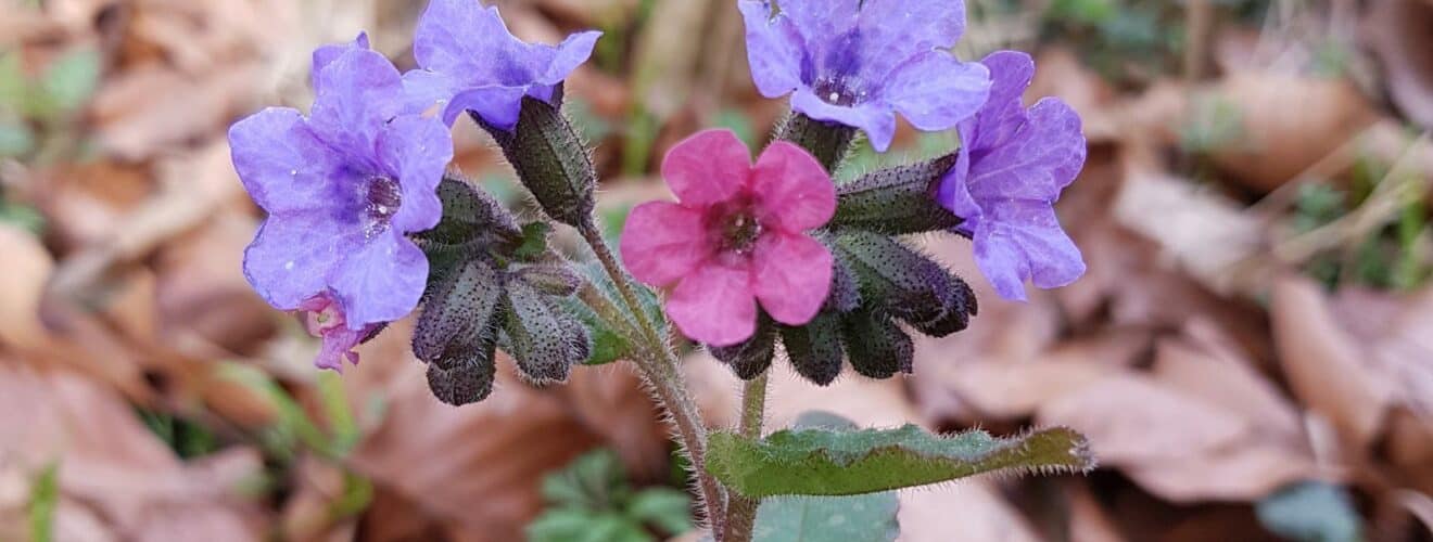 Lungenkraut - Geflecktes (Pulmonaria officinalis)