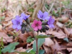 Lungenkraut - Geflecktes (Pulmonaria officinalis)