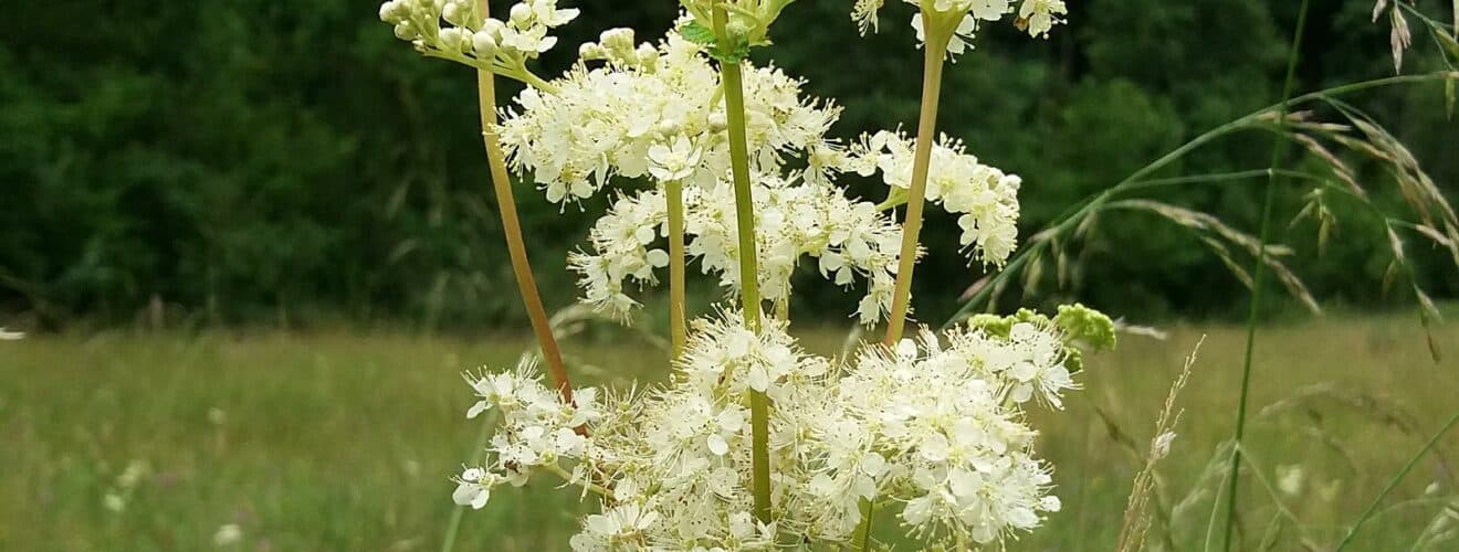 Mädesüß - Echtes (Filipendula ulmaria)