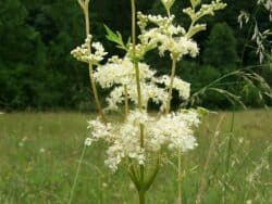 Mädesüß - Echtes (Filipendula ulmaria)