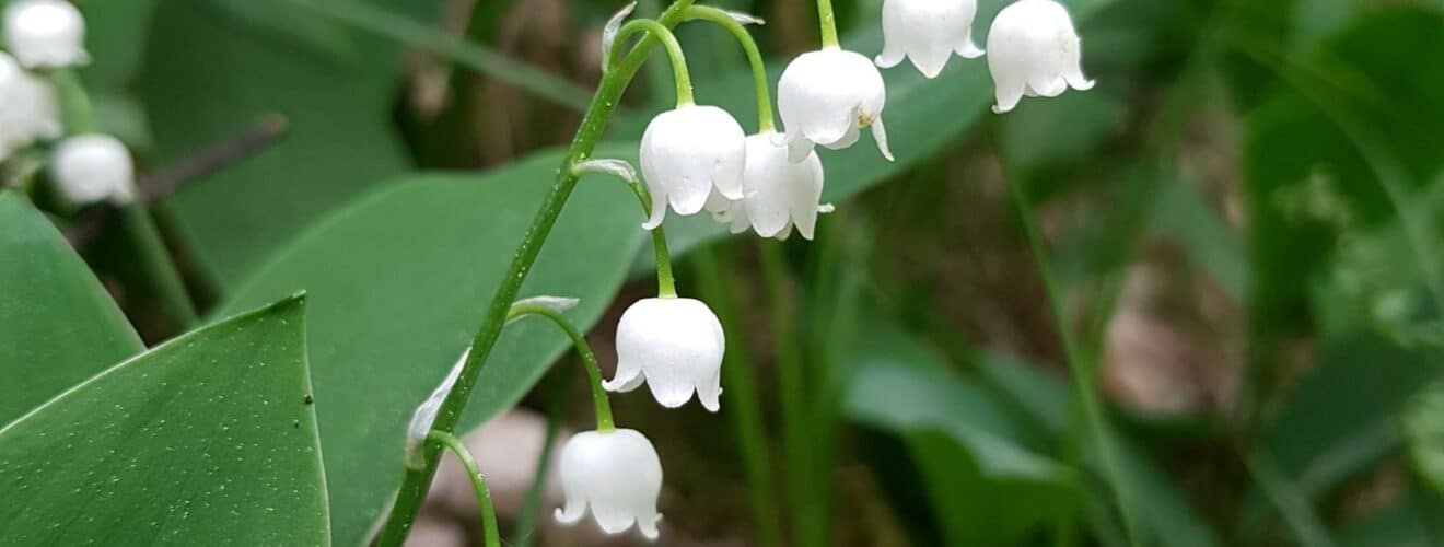 Maiglöckchen (Convallaria majalis)