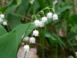 Maiglöckchen (Convallaria majalis)