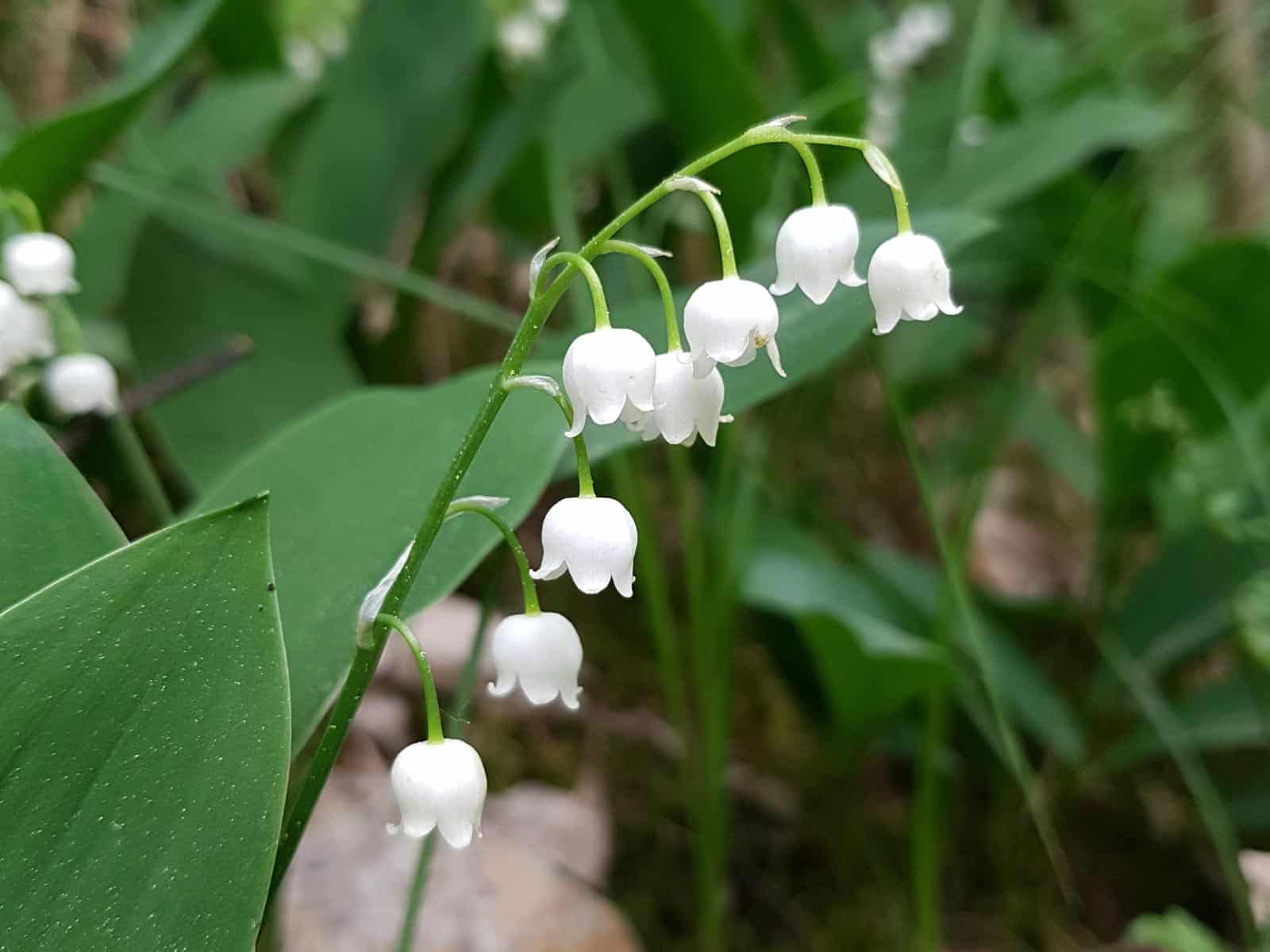 Maiglöckchen (Convallaria majalis)