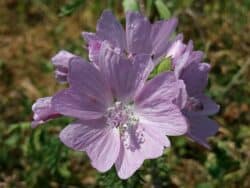 Malve - Moschus-Malve (Malva moschata)