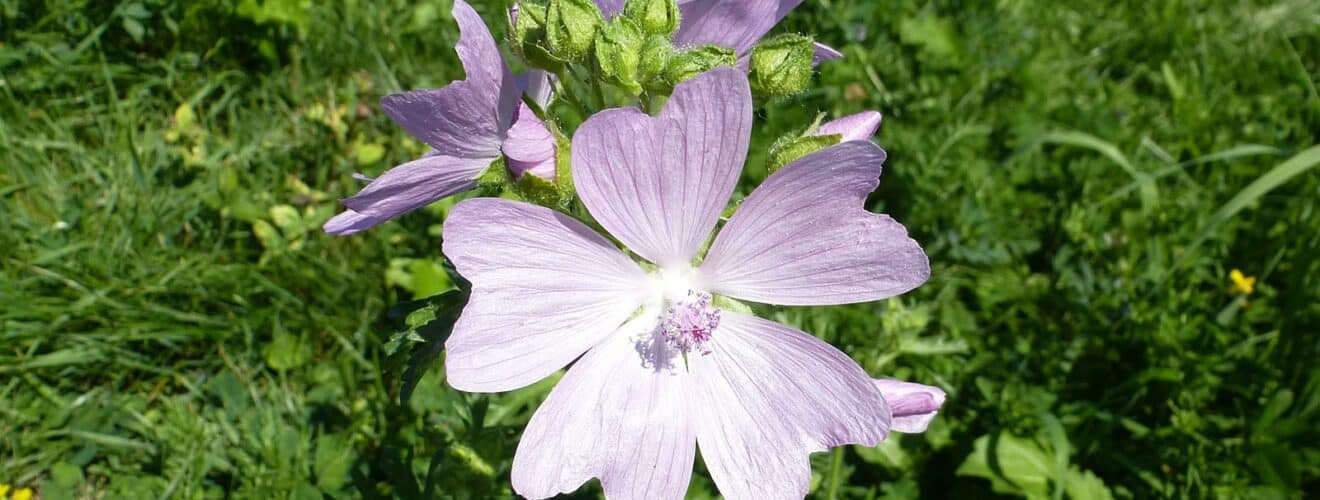 Malve - Rosen-Malve (Malva alcea)