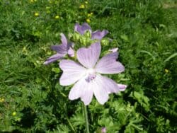 Malve - Rosen-Malve (Malva alcea)