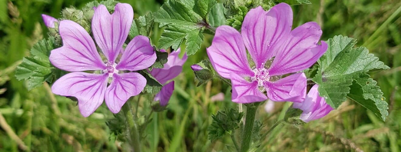 Malve - Wilde-Malve (Malva sylvestris)