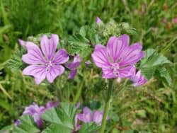 Malve - Wilde-Malve (Malva sylvestris)