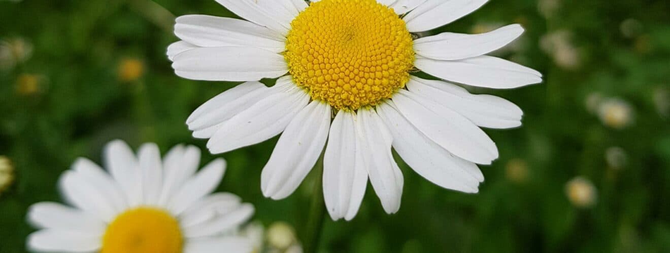 Margerite - Wiesen-Margerite (Leucanthemum vulgare)