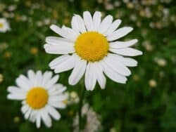 Margerite - Wiesen-Margerite (Leucanthemum vulgare)