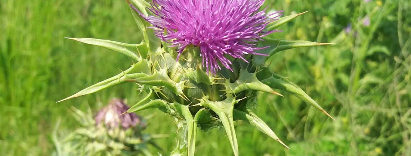 Mariendistel (Silybum marianum)