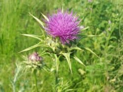 Mariendistel (Silybum marianum)