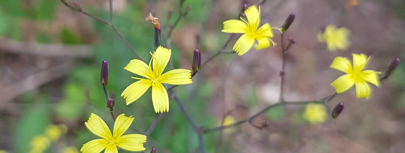 Mauerlattich ( Lactuca muralis)