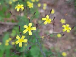 Mauerlattich ( Lactuca muralis)