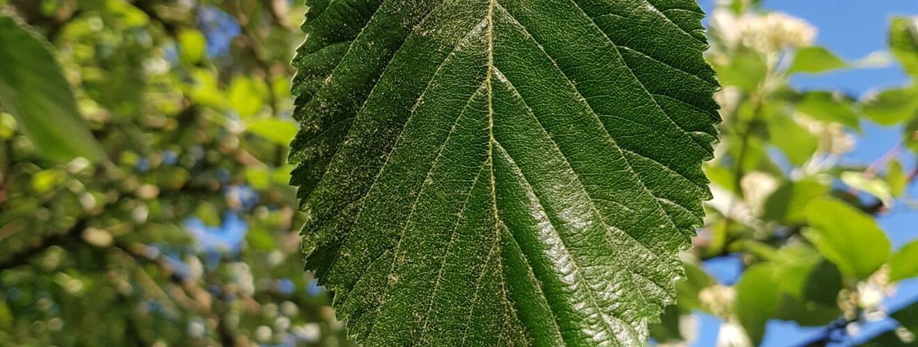 Mehlbeere - Mehlbeere - Echte/Gew. (Sorbus aria)