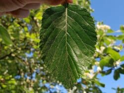 Mehlbeere - Mehlbeere - Echte/Gew. (Sorbus aria)