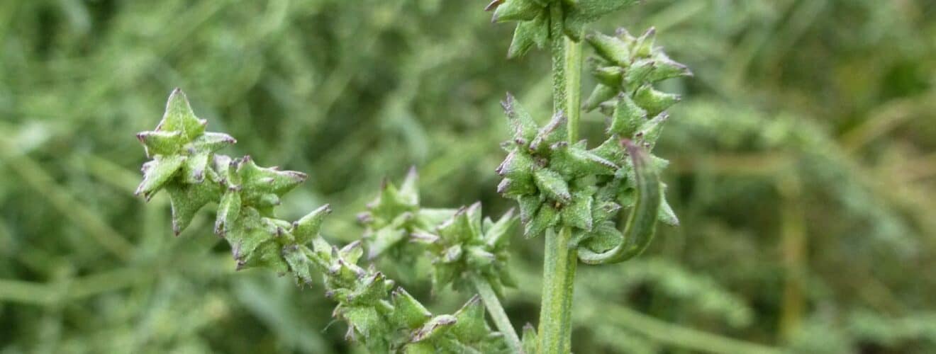 Melde - Spreizende (Atriplex patula)