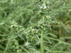 Melde - Spreizende (Atriplex patula)